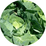 キャベツ白菜部会